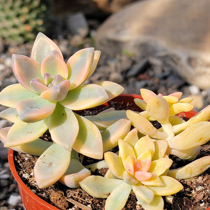 DesertScapeSucculent 4" Assorted Graptoveria 'Titubans Variegata'