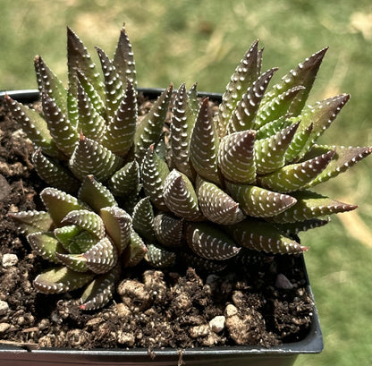 Racimos de 'perlas africanas' de Haworthia