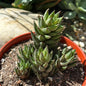 Haworthia 'African Pearls' - 6 Inch Assorted - Succulent - DesertScapeSucculent