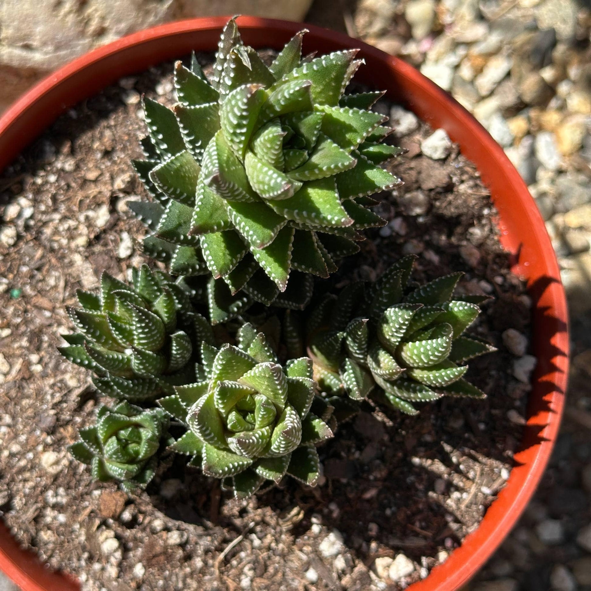 african pearl succulent care Haworthia 'African Pearls' – DesertScapeSucculent