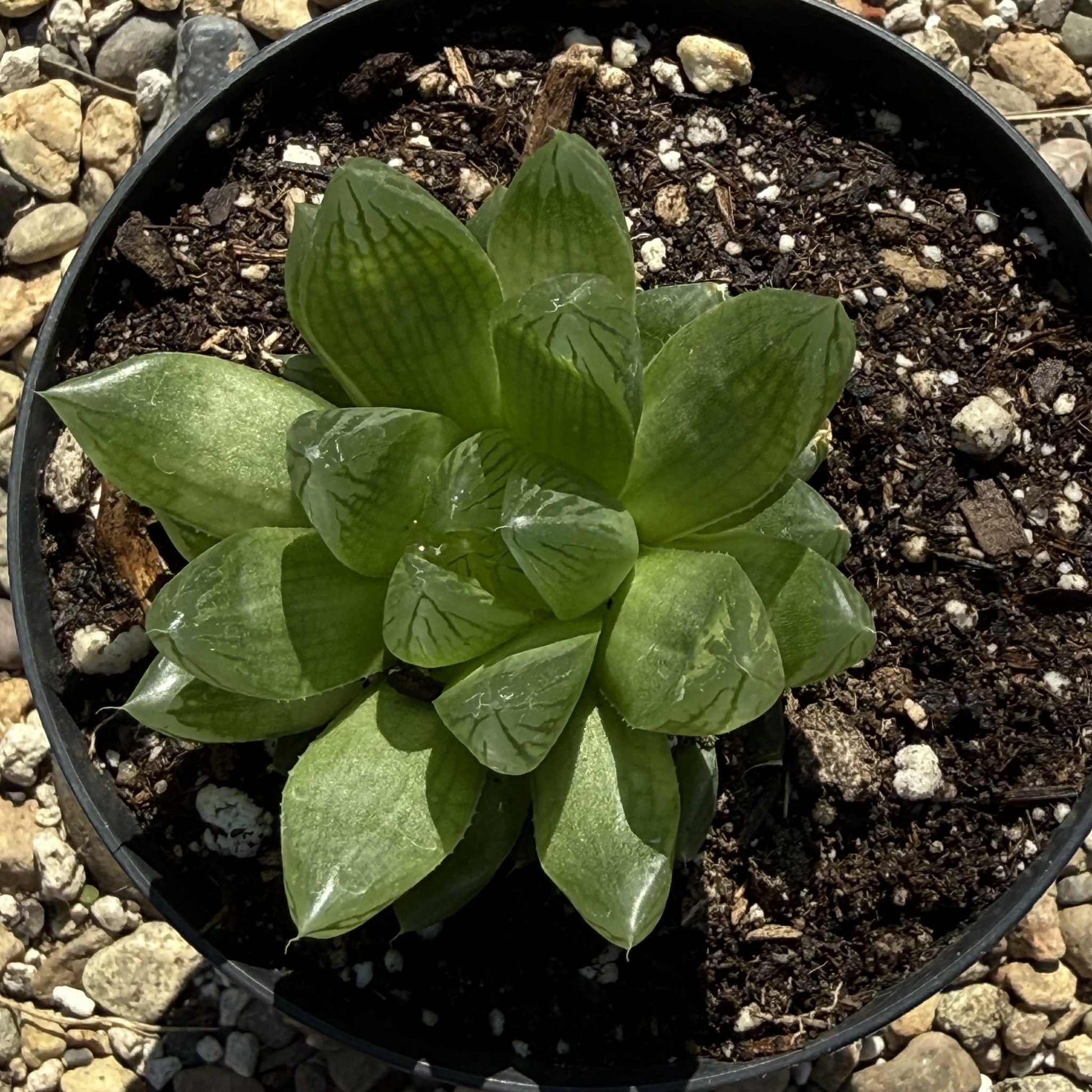 Haworthia cymbiformis - 4 Inch Assorted - DesertScapeSucculent