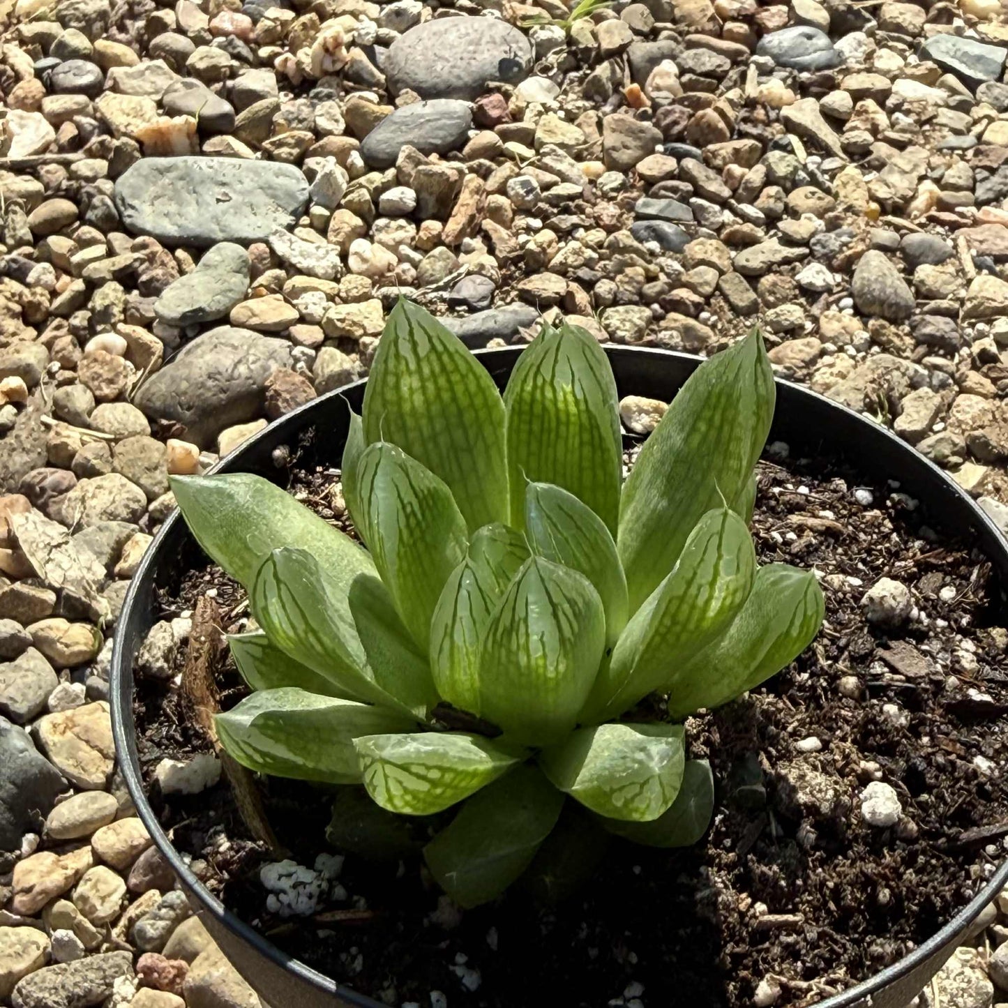 Haworthia cymbiformis - 4 Inch Assorted - DesertScapeSucculent