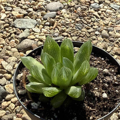 Haworthia cymbiformis - 4 Inch Assorted - DesertScapeSucculent