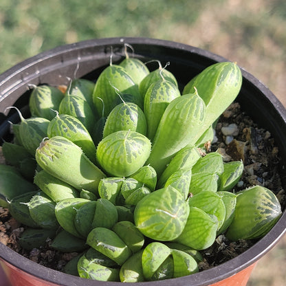 Haworthia cymbiforme