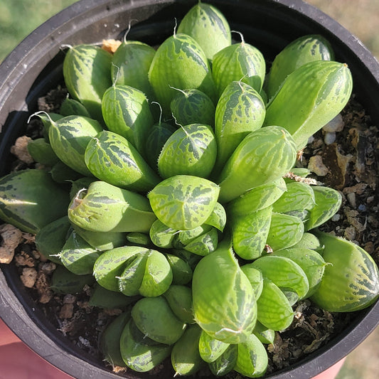 Haworthia cymbiformis