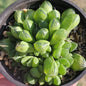Haworthia cymbiformis - 4 Inch Assorted - DesertScapeSucculent
