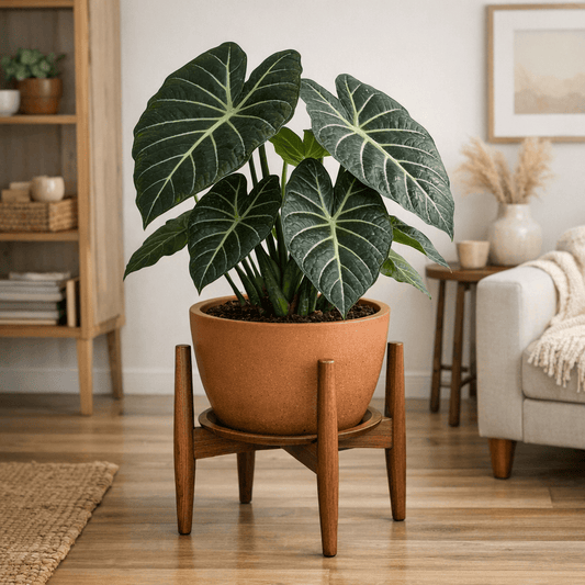 DesertScapeSucculent House Plant 8 Inch Alocasia 'Regal' Shields'