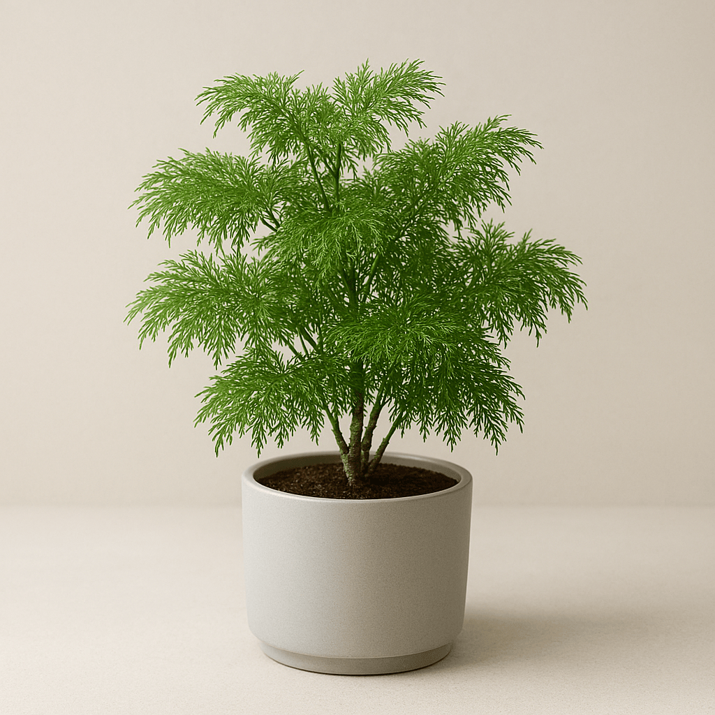 Aralia ‘Ming’ - 6 Inch Assorted - House Plant - DesertScapeSucculent