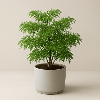 Aralia ‘Ming’ - 6 Inch Assorted - House Plant - DesertScapeSucculent