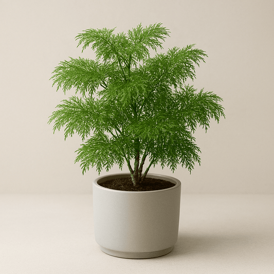 Aralia ‘Ming’ - 6 Inch Assorted - House Plant - DesertScapeSucculent