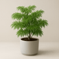 Aralia ‘Ming’ - 6 Inch Assorted - House Plant - DesertScapeSucculent