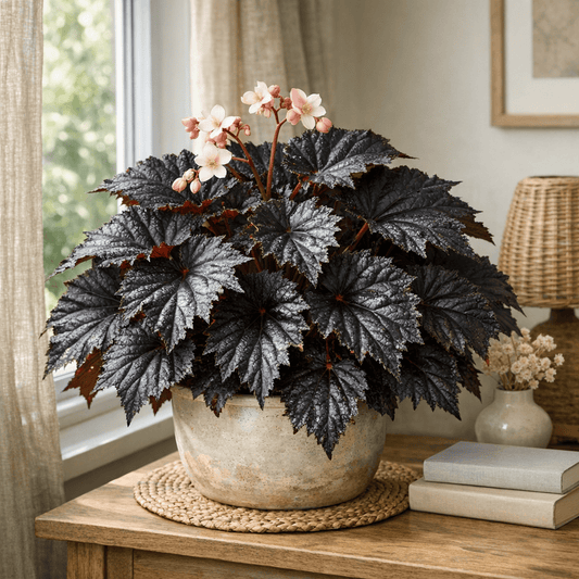 DesertScapeSucculent House Plant 4 Inch Begonia 'Black Magic'