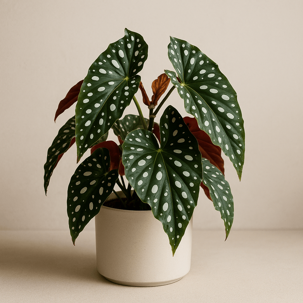 DesertScapeSucculent House Plant 4 Inch Assorted Begonia Maculata