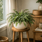 DesertScapeSucculent House Plant 4 Inch Button Fern