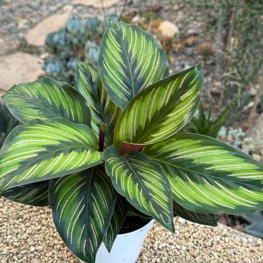 DesertScapeSucculent House Plant 4 Inch Calathea 'Beauty Star'