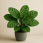 DesertScapeSucculent House Plant 4 Inch Assorted Calathea Burle Marx