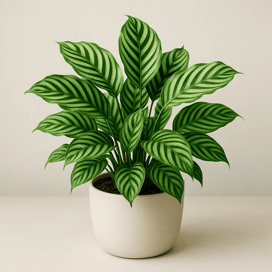 DesertScapeSucculent House Plant 4 Inch Assorted Calathea Concinna ‘Freddie’