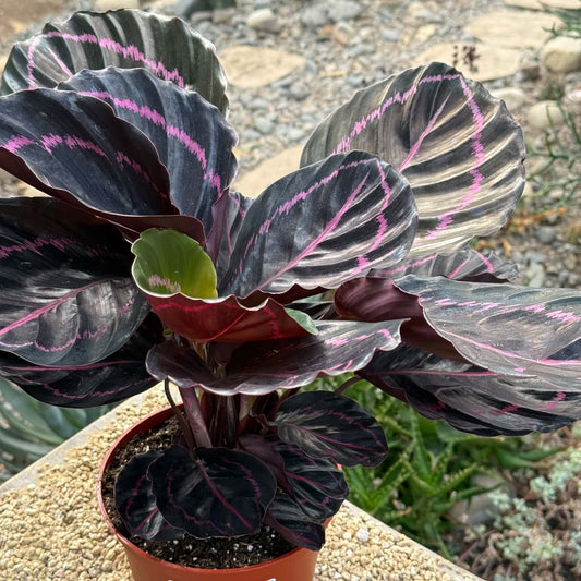 DesertScapeSucculent House Plant 6 Inch Calathea 'Dottie'