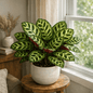 DesertScapeSucculent House Plant 4 Inch Calathea makoyana