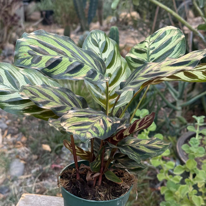 DesertScapeSucculent House Plant 4 Inch Calathea makoyana