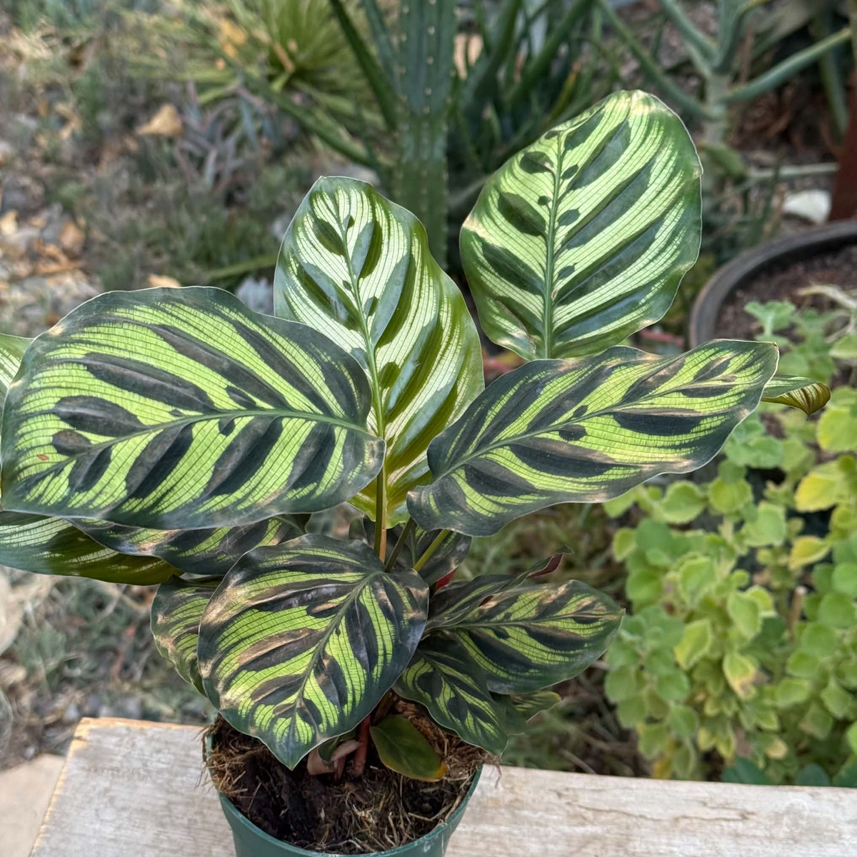 DesertScapeSucculent House Plant 4 Inch Calathea makoyana