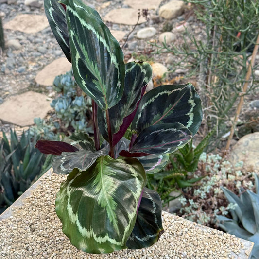DesertScapeSucculent House Plant 4 Inch Calathea 'Medallion'