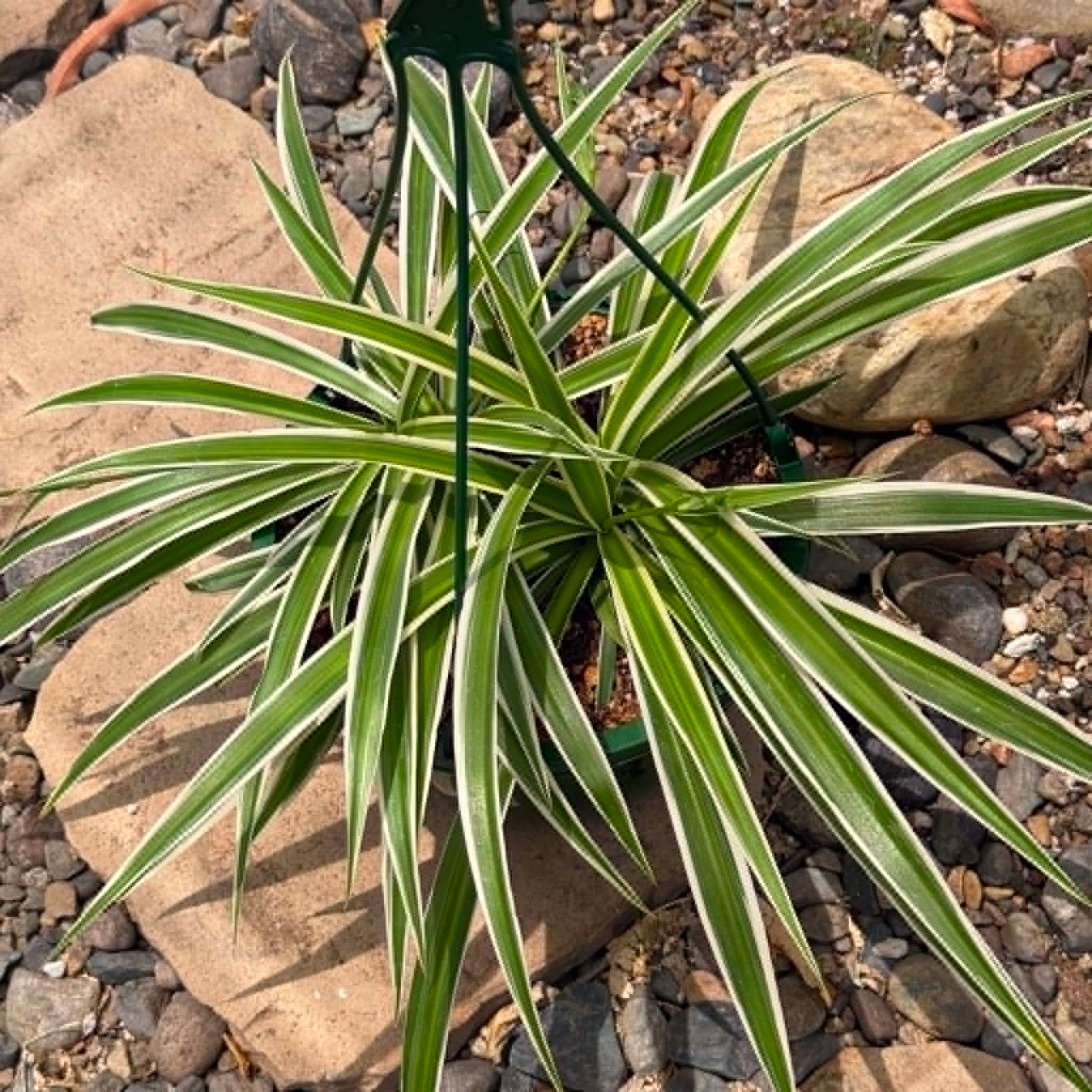 DesertScapeSucculent House Plant Chlorophytum comosum 'Reverse Variegated Spider Plant'