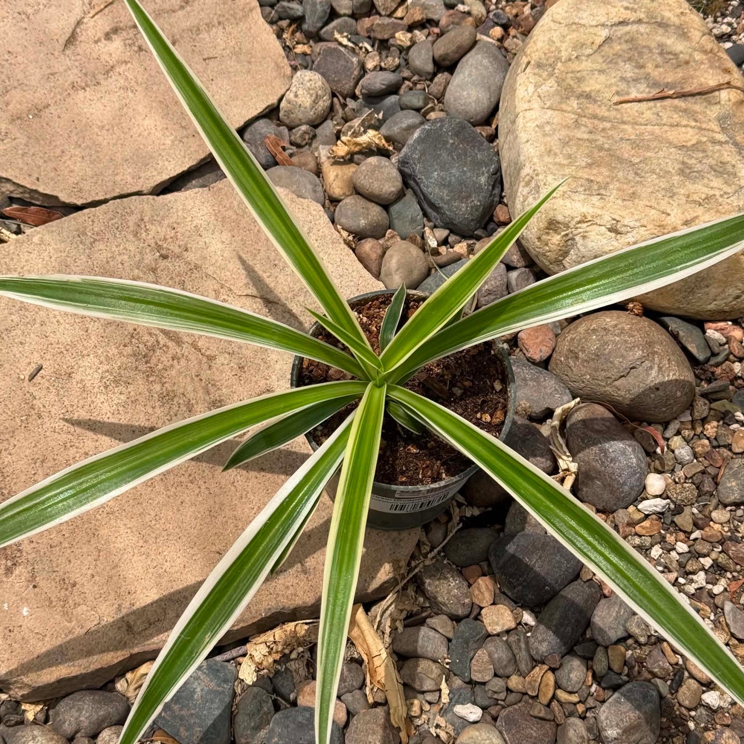 DesertScapeSucculent House Plant Chlorophytum comosum 'Reverse Variegated Spider Plant'