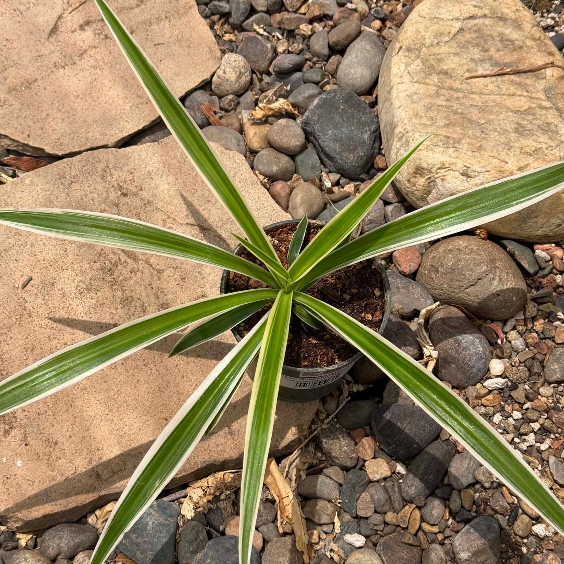 DesertScapeSucculent House Plant Chlorophytum comosum 'Reverse Variegated Spider Plant'
