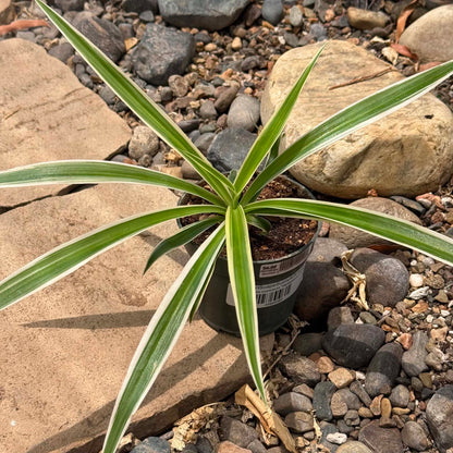 DesertScapeSucculent House Plant 4 Inch Chlorophytum comosum 'Reverse Variegated Spider Plant'