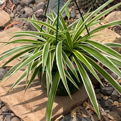 DesertScapeSucculent House Plant 8 Inch Chlorophytum comosum 'Reverse Variegated Spider Plant'