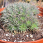 Deutorechonia brevifolia 'Argentine Ball' - 8 Inch Assorted - House Plant - DesertScapeSucculent