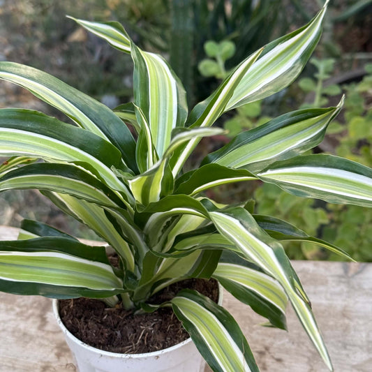 DesertScapeSucculent House Plant 4 Inch Dracaena 'Malaika'