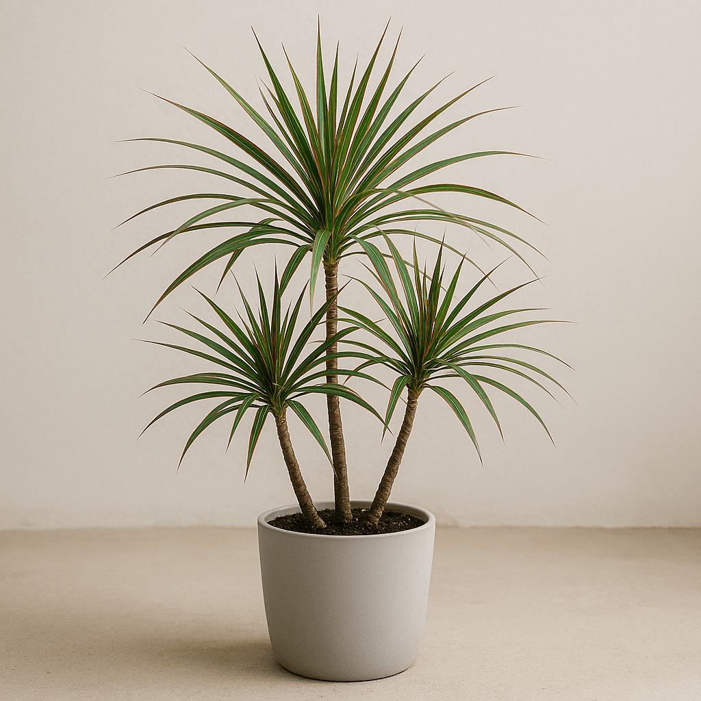 DesertScapeSucculent House Plant 2 Gal Dracaena Marginata 'Dragon Tree'