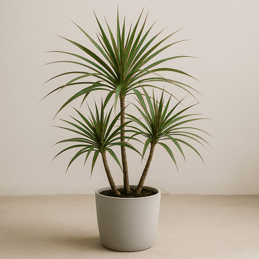 DesertScapeSucculent House Plant 2 Gal Dracaena Marginata 'Dragon Tree'