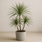 DesertScapeSucculent House Plant 2 Gal Dracaena Marginata 'Dragon Tree'
