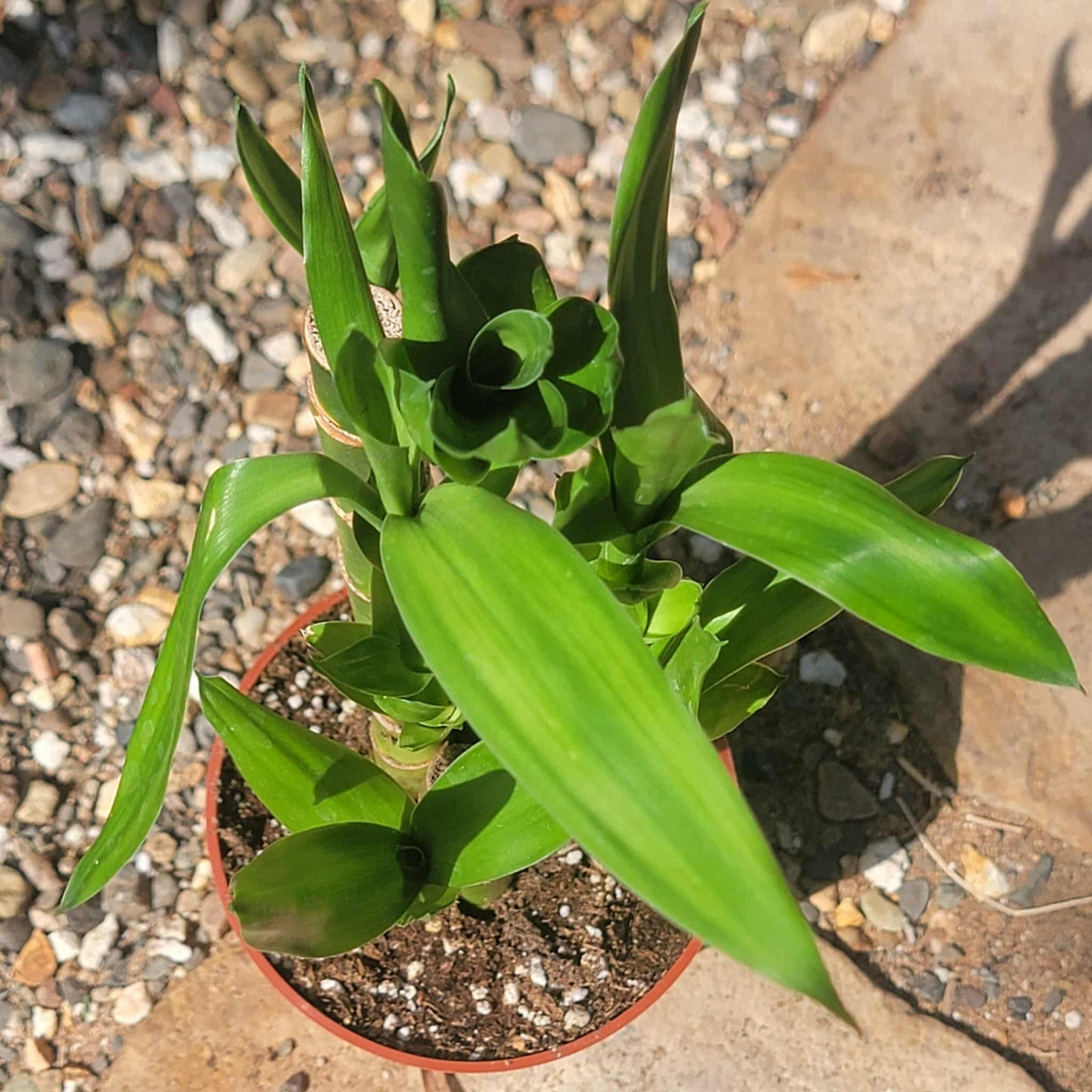 Dracaena sanderiana 'Lucky Bamboo' - 4 Inch - House Plant - DesertScapeSucculent