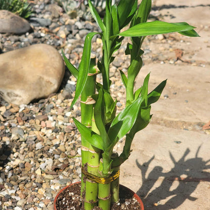 Dracaena sanderiana 'Lucky Bamboo' - 4 Inch - House Plant - DesertScapeSucculent