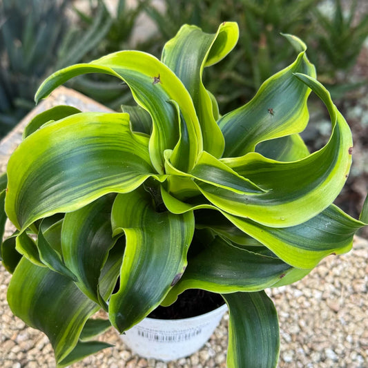 DesertScapeSucculent House Plant 4 Inch Dracaena 'Tornado'