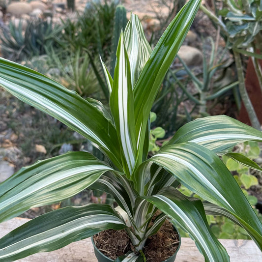 DesertScapeSucculent House Plant 4 Inch Dracaena 'White Stripe'