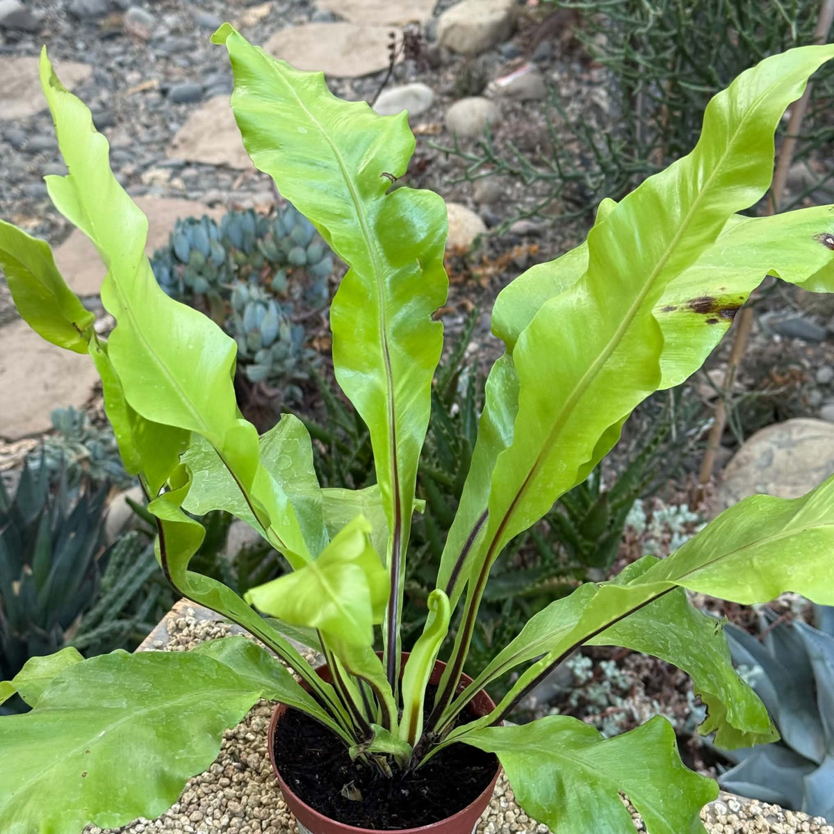 DesertScapeSucculent House Plant 4 Inc Fern ‘Bird’s Nest Nidus'