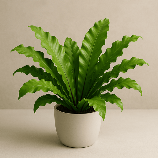 DesertScapeSucculent House Plant 4 Inch Assorted Fern ‘Bird’s Nest Nidus