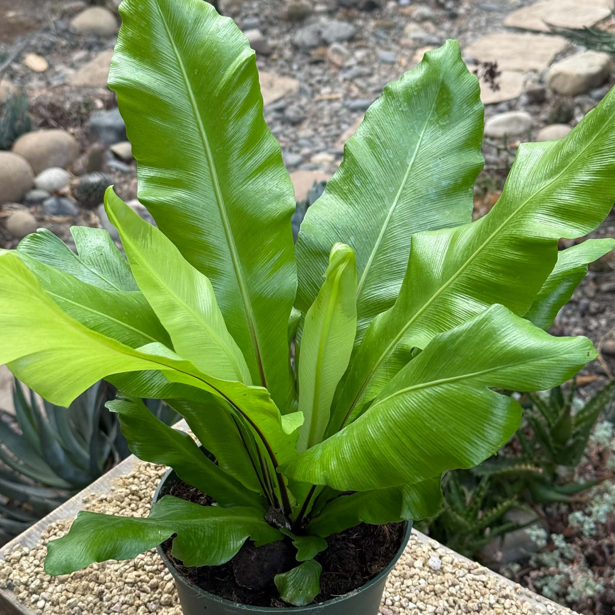 DesertScapeSucculent House Plant 6 Inch Fern ‘Bird’s Nest Nidus'