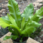 DesertScapeSucculent House Plant 6 Inch Fern ‘Bird’s Nest Nidus'