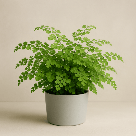 Fern ‘Maidenhair’ - 4 Inch Assorted - House Plant - DesertScapeSucculent