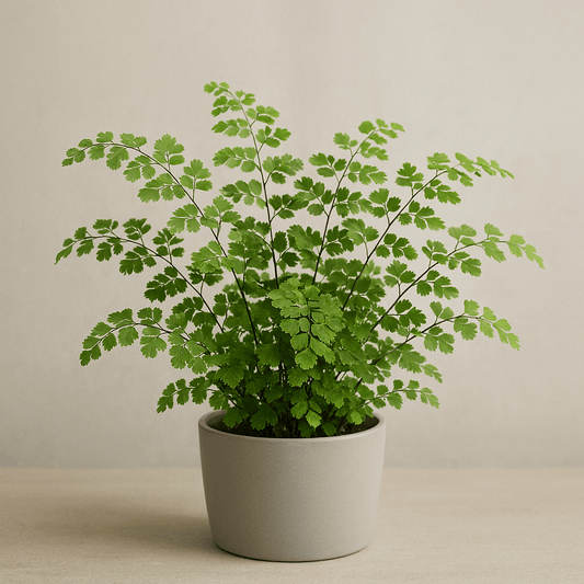 Fern ‘Pacific Maidenhair’ - 6 Inch Assorted - House Plant - DesertScapeSucculent