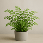 Fern ‘Pacific Maidenhair’ - 6 Inch Assorted - House Plant - DesertScapeSucculent