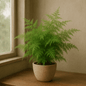 DesertScapeSucculent House Plant 4 Inch Fern 'Plumosa'