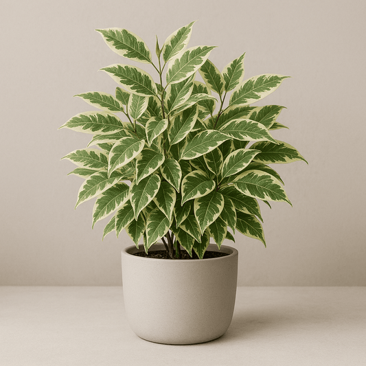 Ficus benjamina ‘Spearmint’ - 6 Inch Assorted - House Plant - DesertScapeSucculent