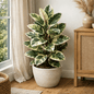 DesertScapeSucculent House Plant 4 Inch Ficus 'Decora Marble'